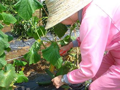 きゅうりの収穫.jpg