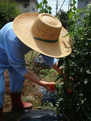 トマトの収穫.jpg