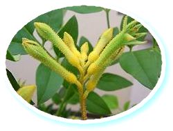 カンガルーポー2